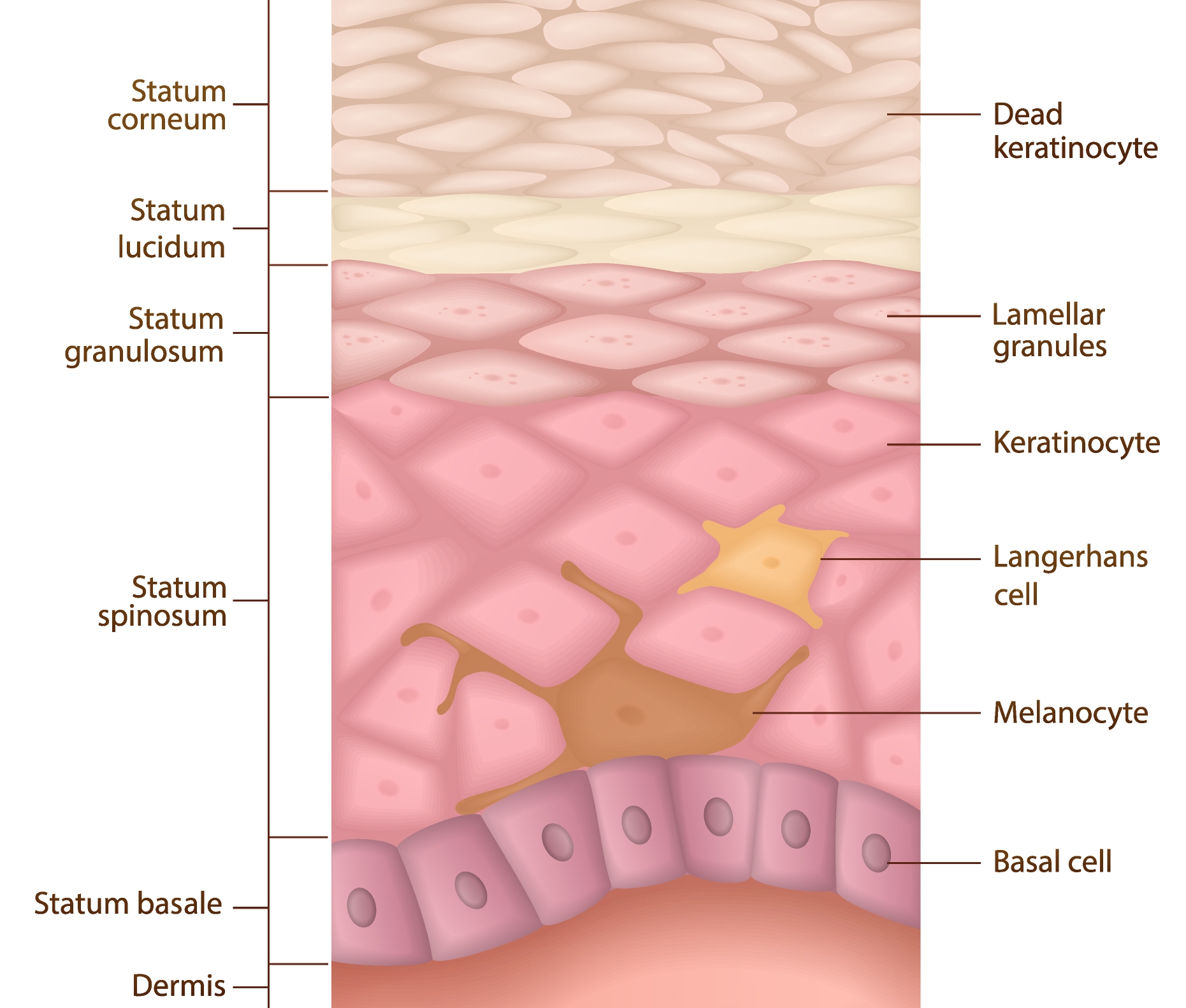 strati della pelle penetrazione cosmetici